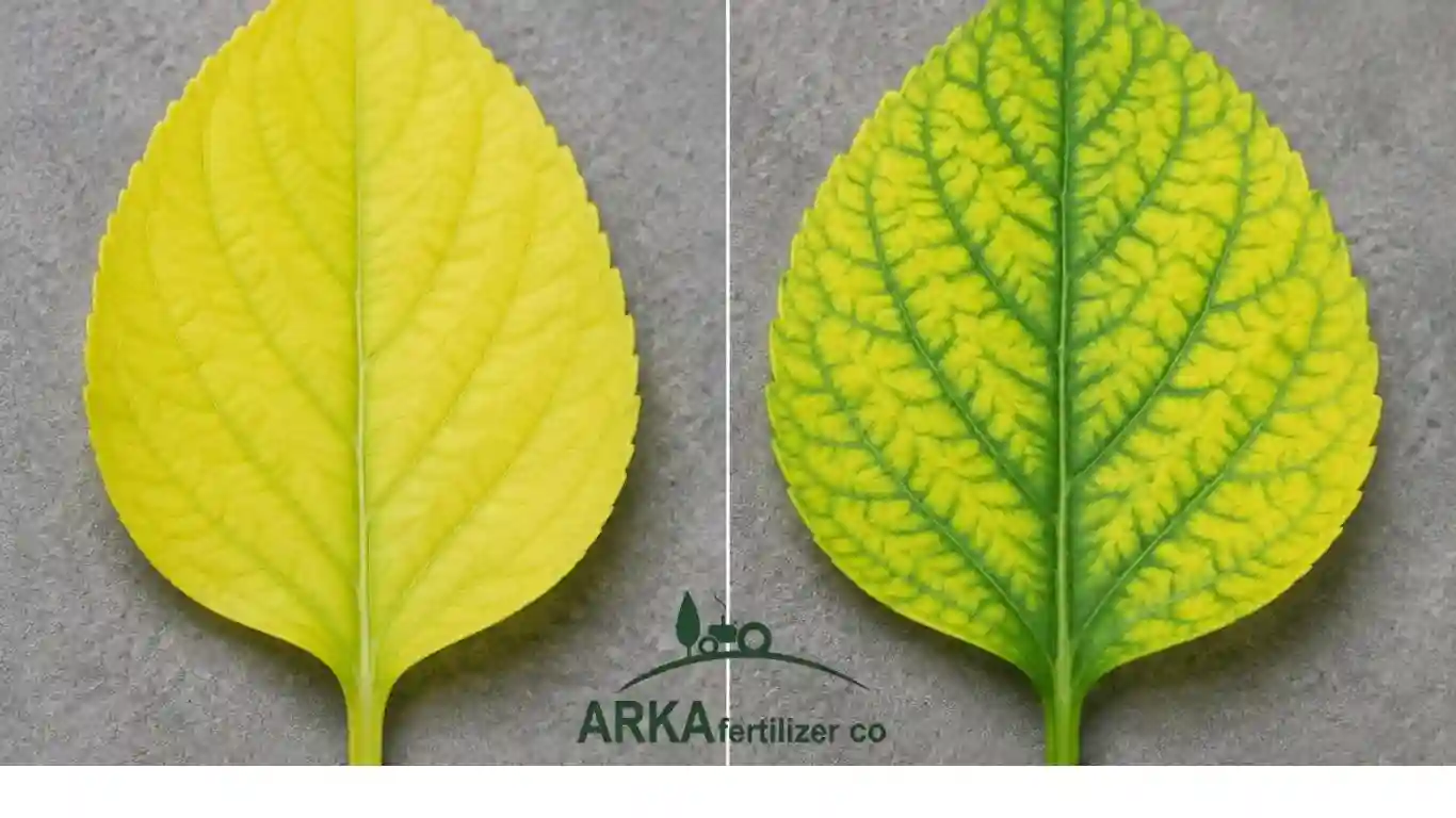 تفاوت کمبود نیتروژن و کمبود آهن در برگ چیست؟ راهنمای تشخیص از روی رنگ، محل زردی و علائم گیاه