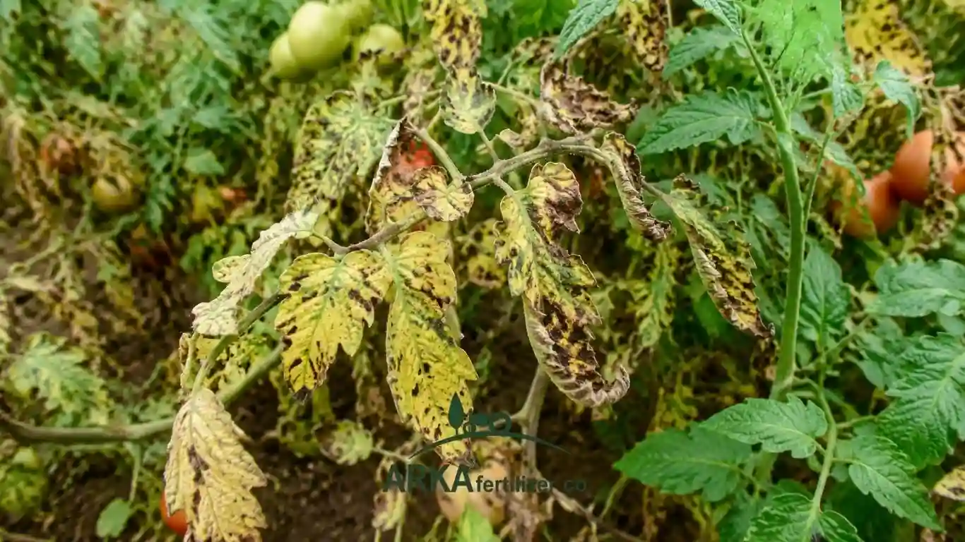 علت خشک شدن برگ گوجه فرنگی – علائم خشکی و سوختگی برگ در بوته گوجه