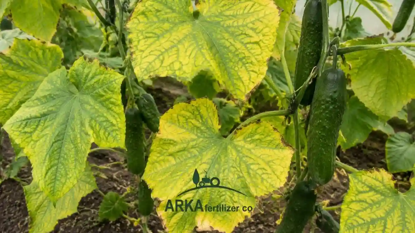 زردی برگ خیار در بوته خیار به دلیل کمبود عناصر غذایی